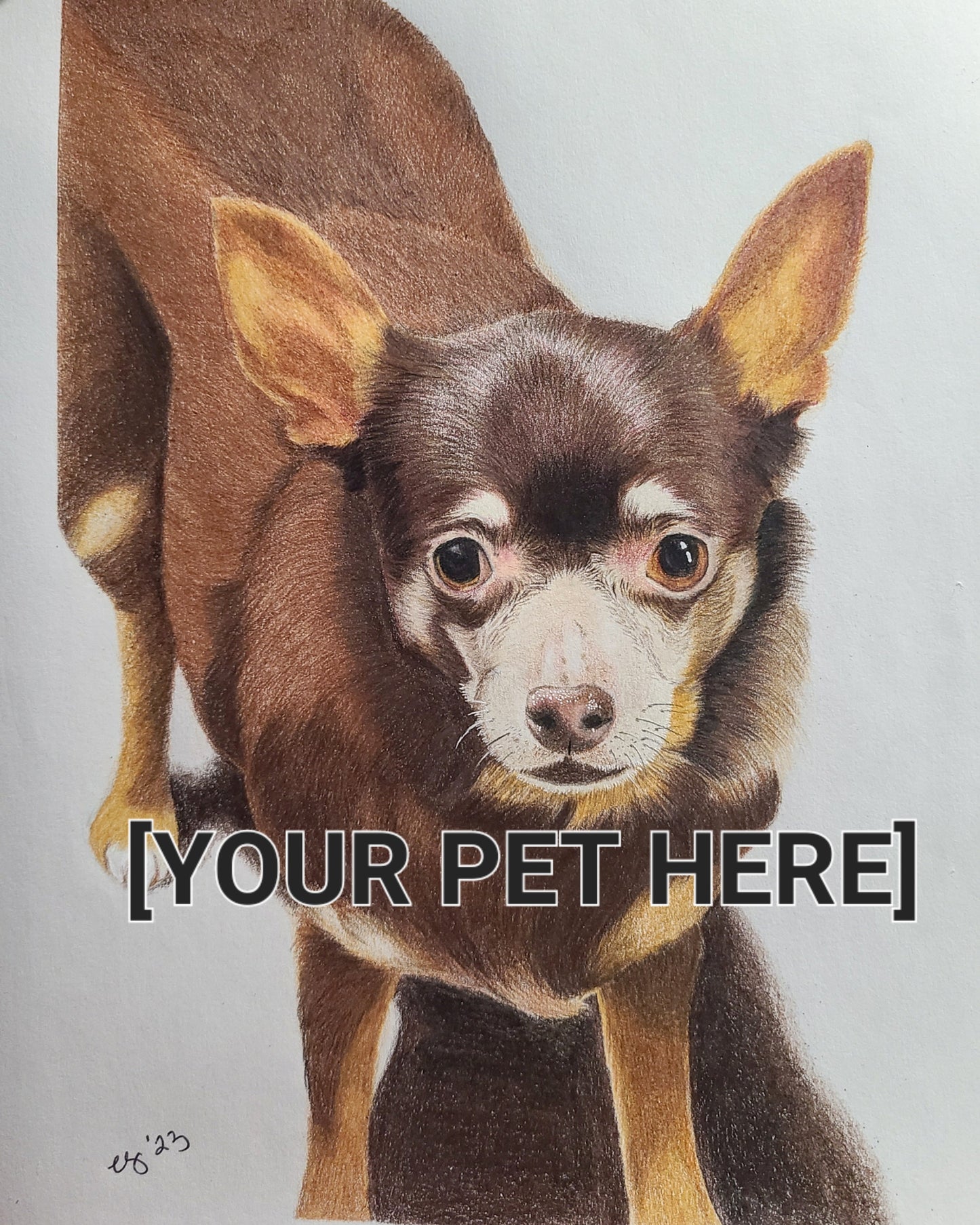 Hand Drawn Pet Portrait
